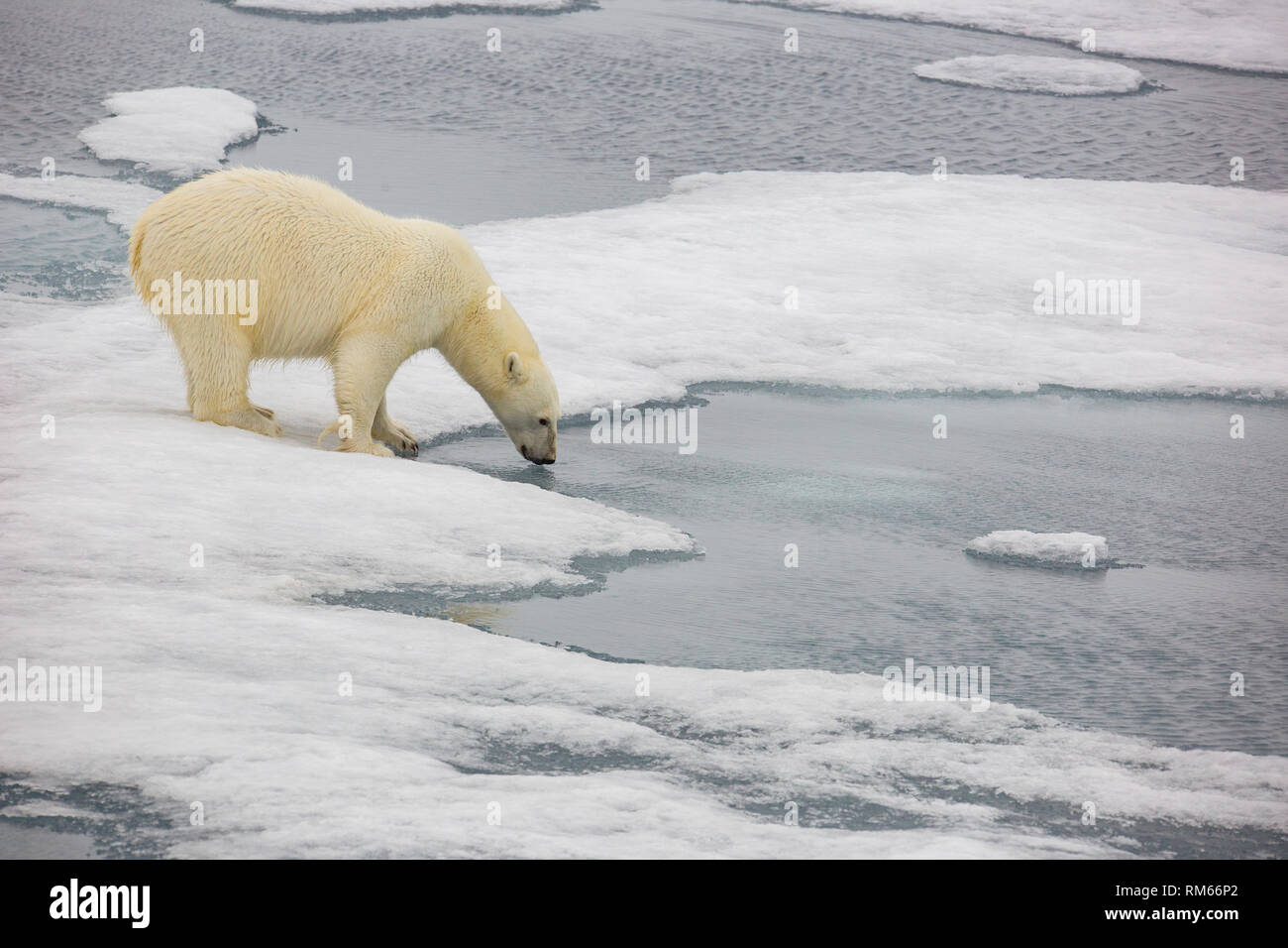 Ein Eisbär (Ursus maritimus) Jagd Dichtungen auf faulen Meereis im Norden von Spitzbergen, Svalbard nur 500 Kilometer vom Nordpol. Climat Stockfoto