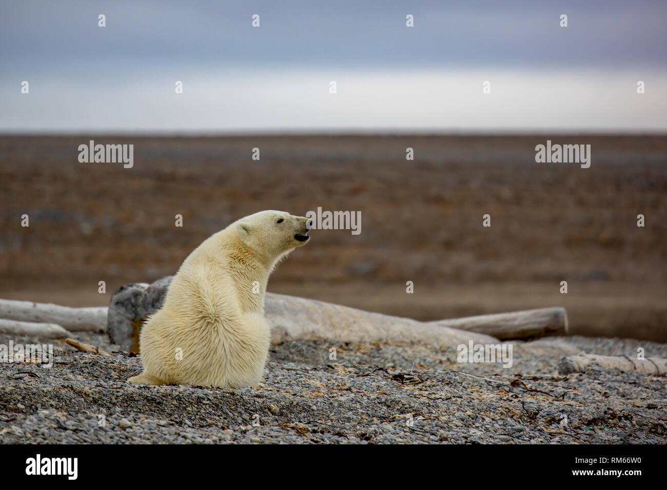 Eisbär (Ursus maritimus) im Sommer auf der arktischen Tundra Stockfoto