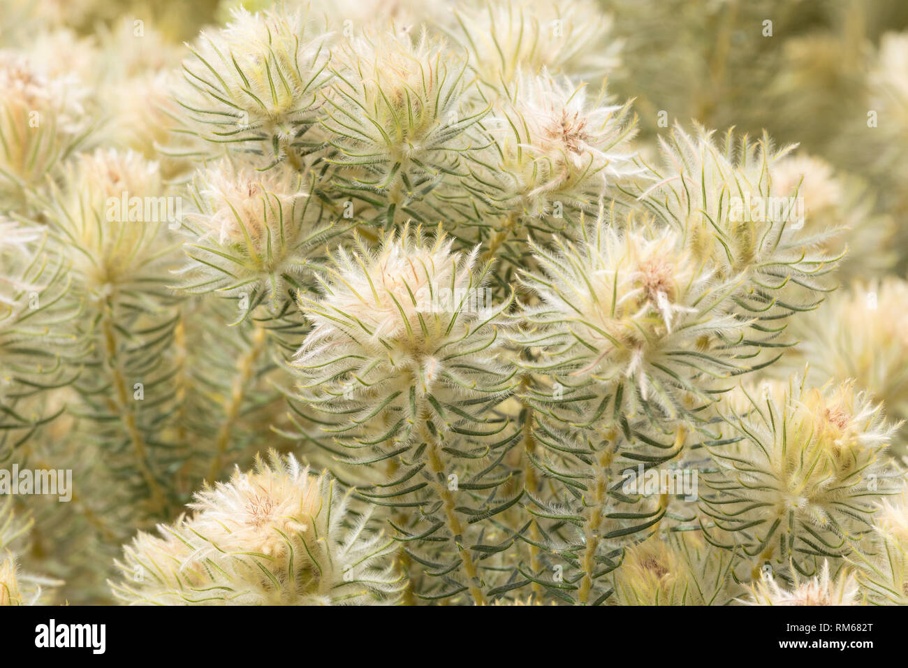 Franschhoek, Silkypuff Diastella buekii, einer vom Aussterben bedrohten Swartland Alluvium Fynbos Blume wegen Verlust von Lebensraum, Western Cape, Südafrika Stockfoto