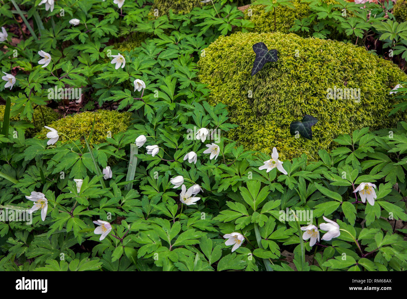 Moos bedeckt Felsbrocken durch einen Teppich von Buschwindröschen Blumen umgeben. Stockfoto