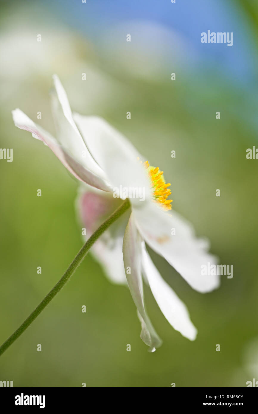 Weiß japanische Anemone Blumen. Stockfoto