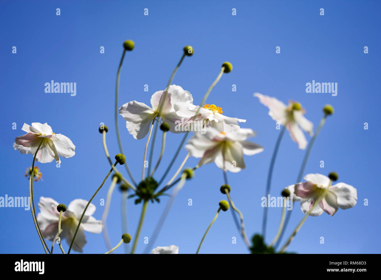 Weiß japanische Anemone Blumen. Stockfoto