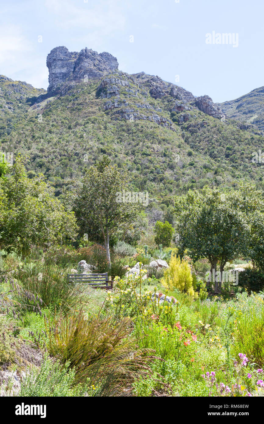 Fynbos vegetation table mountain Fotos und Bildmaterial in hoher