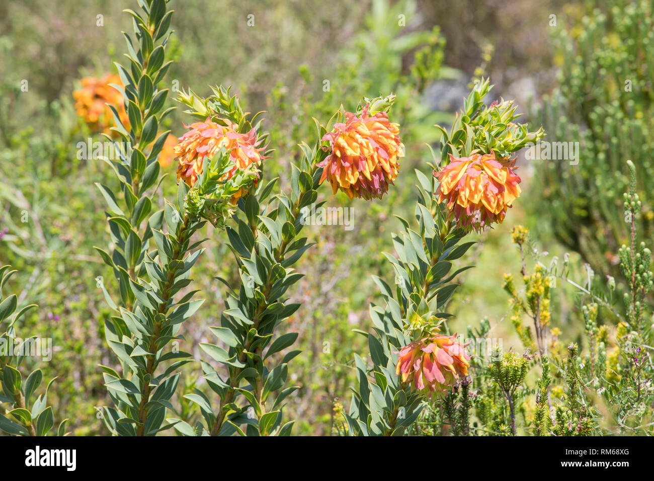 Berg Dahlia, Liparia splendens subsp splendens, Kirstenbosch Botanical Garden, Cape Town, Western Cape, Südafrika, Fabaceae. Fynbos Arten Stockfoto