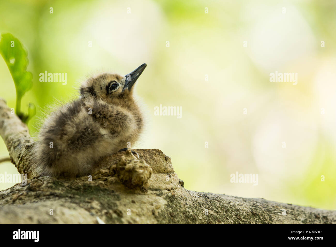 White tern oder Weiß Feenseeschwalbe (Gygis alba) Junge im Nest, fotografiert auf Cousine Island auf den Seychellen, einer Gruppe von Inseln nördlich von madagas Stockfoto