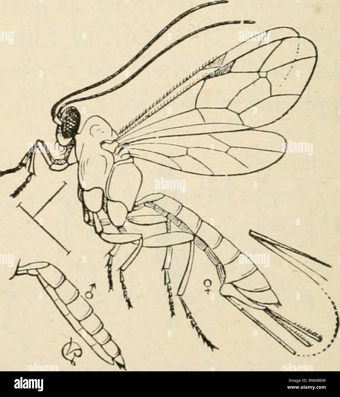 . Jahresbericht des landwirtschaftlichen Experiment Station. Der Cornell University. Landwirtschaftliche Experiment Station; Landwirtschaft - New York (State). 142 - Trogosita corticalis. Hinweis Die prcdaceoiis Larve bei der Arbeit auf einem cod-ling-motte Puppe. (Von Popenoe.) über dem Boden und über eine Strecke von sechs Zoll, ein Fuß über. Findet man solch eine erstaunlich große Anzahl von leeren Kokons, würde es scheinen, als ob die Vögel die grösseren Prozentsatz der Würmer, die in hiber gehen - Nation müssen im Herbst erhalten. Unter den Vögeln whichthus gehören die Apple-worm in Ihrem Menü sind die^ downy Holz - pecker, nuth Stockfoto