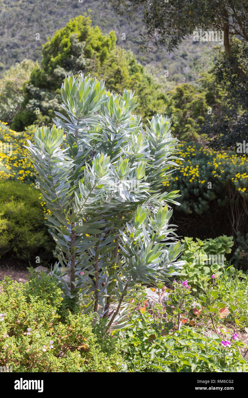 Seltene Silber Baum, Leucadendron argenteum, die nur wild wächst auf der Cape Peninsula, Cape Town, Western Cape, Südafrika. Bedrohten Fynbos specie Stockfoto