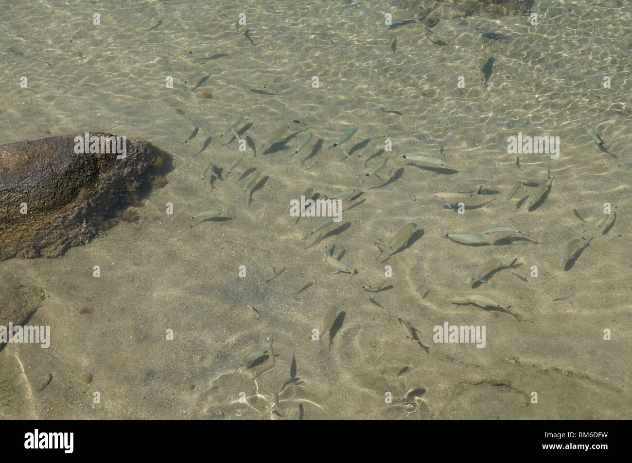 Fische schwimmen in Lagoon Archipel auf der Insel Korsika Stockfoto