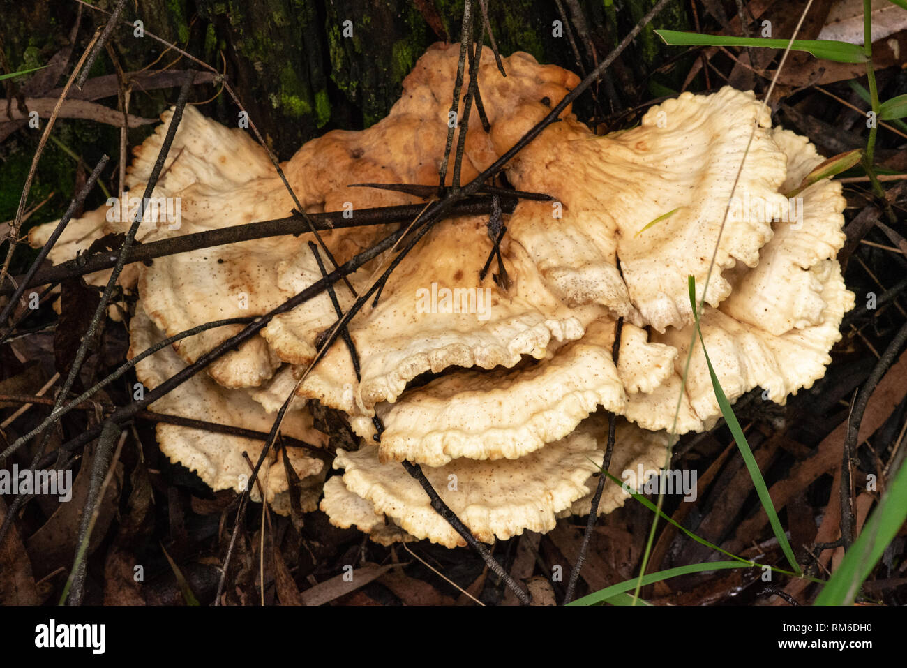 Ein Pilz, der eingeschlagen hat den Wald Ablagerungen in wächst. Stockfoto