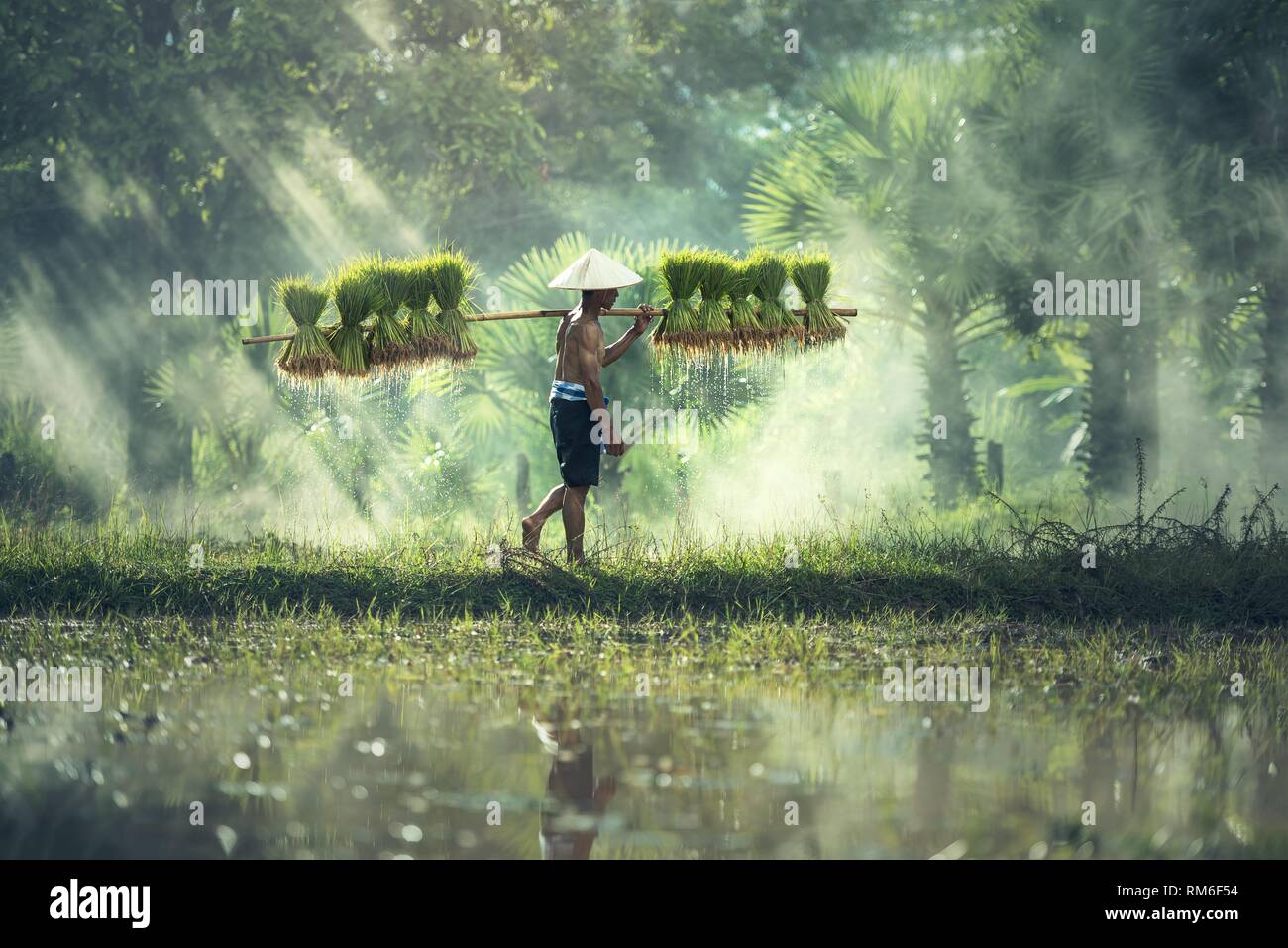 Die indische Landwirtschaft | | Landwirtschaft wallpaper Stockfoto