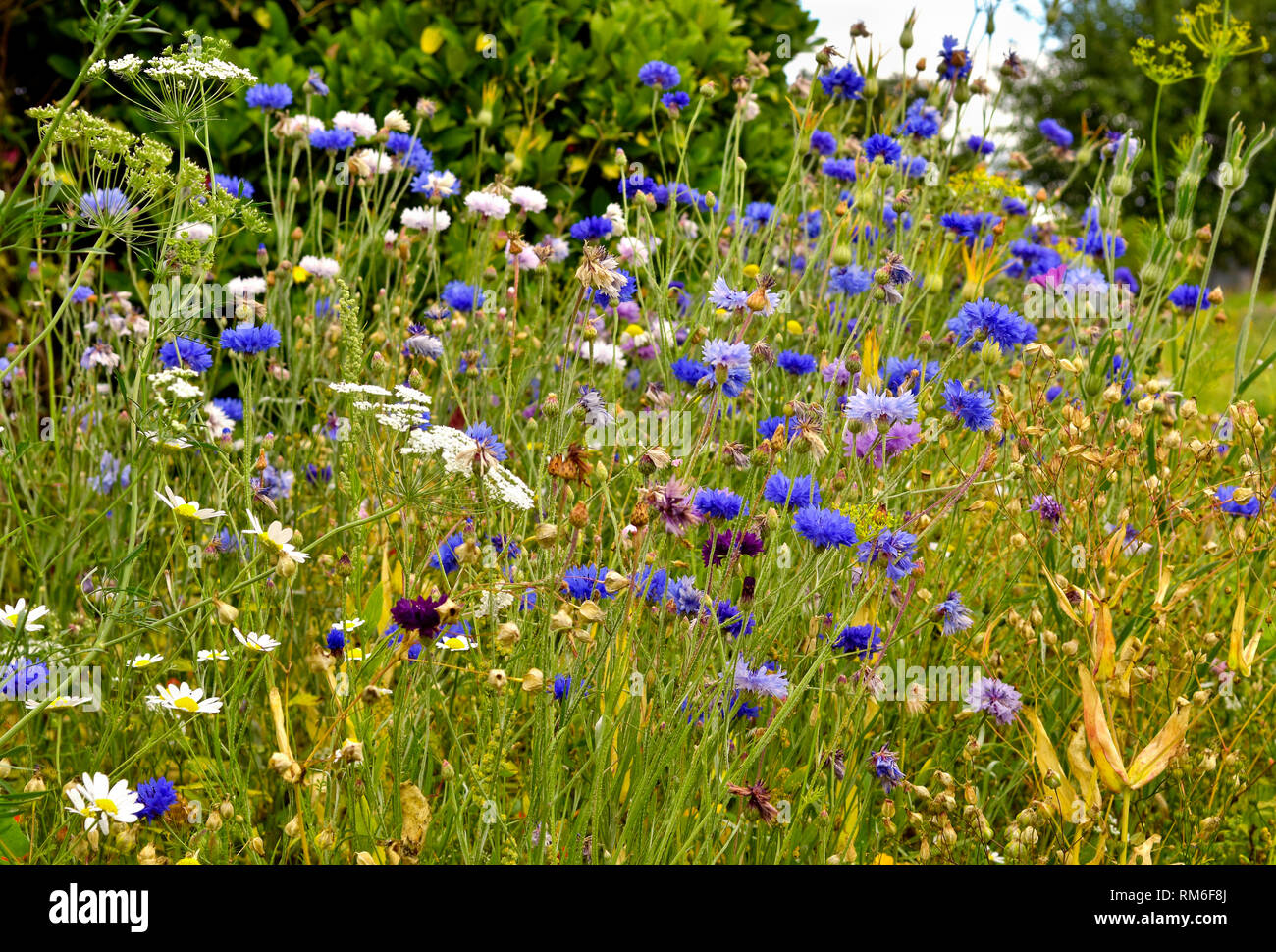 Wildblumen, einschließlich Kornblumen, Kuh, Petersilie und Gänseblümchen wachsen in Feld in Bristol Stockfoto