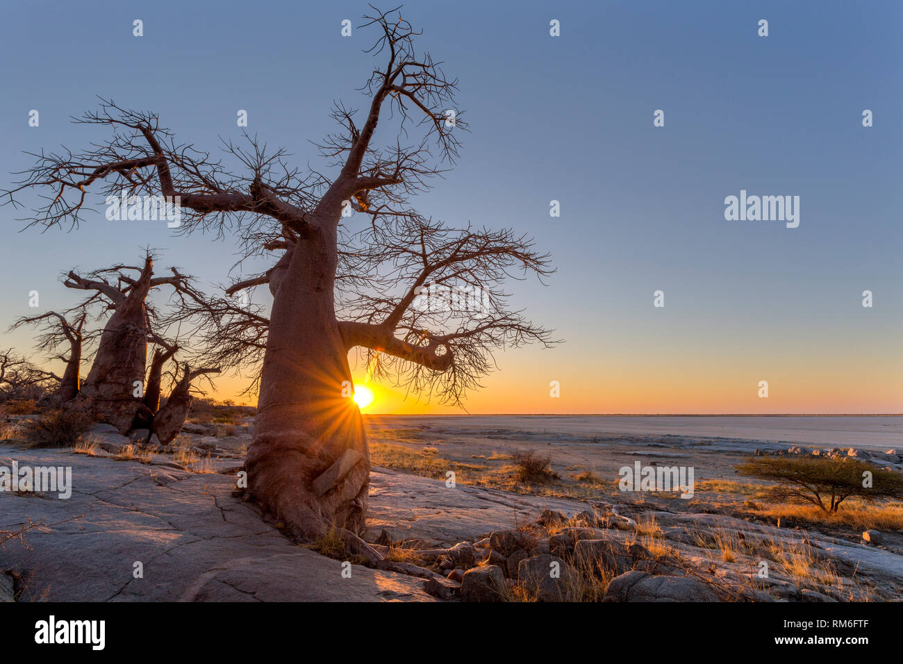 Baobab Sonnenuntergang bei Kubu Insel Stockfoto