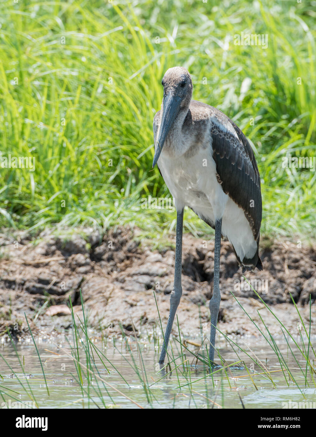 Junge schwarze-ausschnitt Stork, Jabiru, waten durch die native Feuchtgebiet Gräser im Corroboree Billabong im Northern Territory von Australien Stockfoto