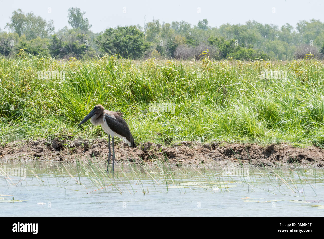 Junge schwarze-ausschnitt Stork, Jabiru, waten durch die native Feuchtgebiet Gräser im Corroboree Billabong im Northern Territory von Australien Stockfoto