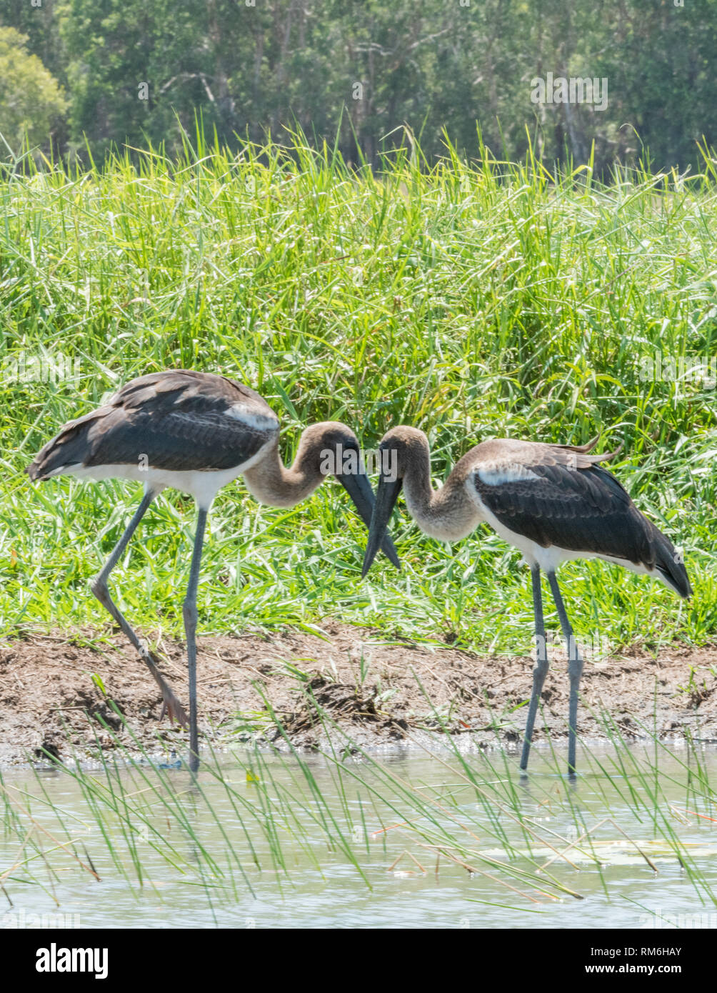 Zwei junge schwarz-ausschnitt Störche, mit Schnäbeln berühren, waten durch das Feuchtgebiet Gräser im Corroboree Billabong im Northern Territory von Australien Stockfoto