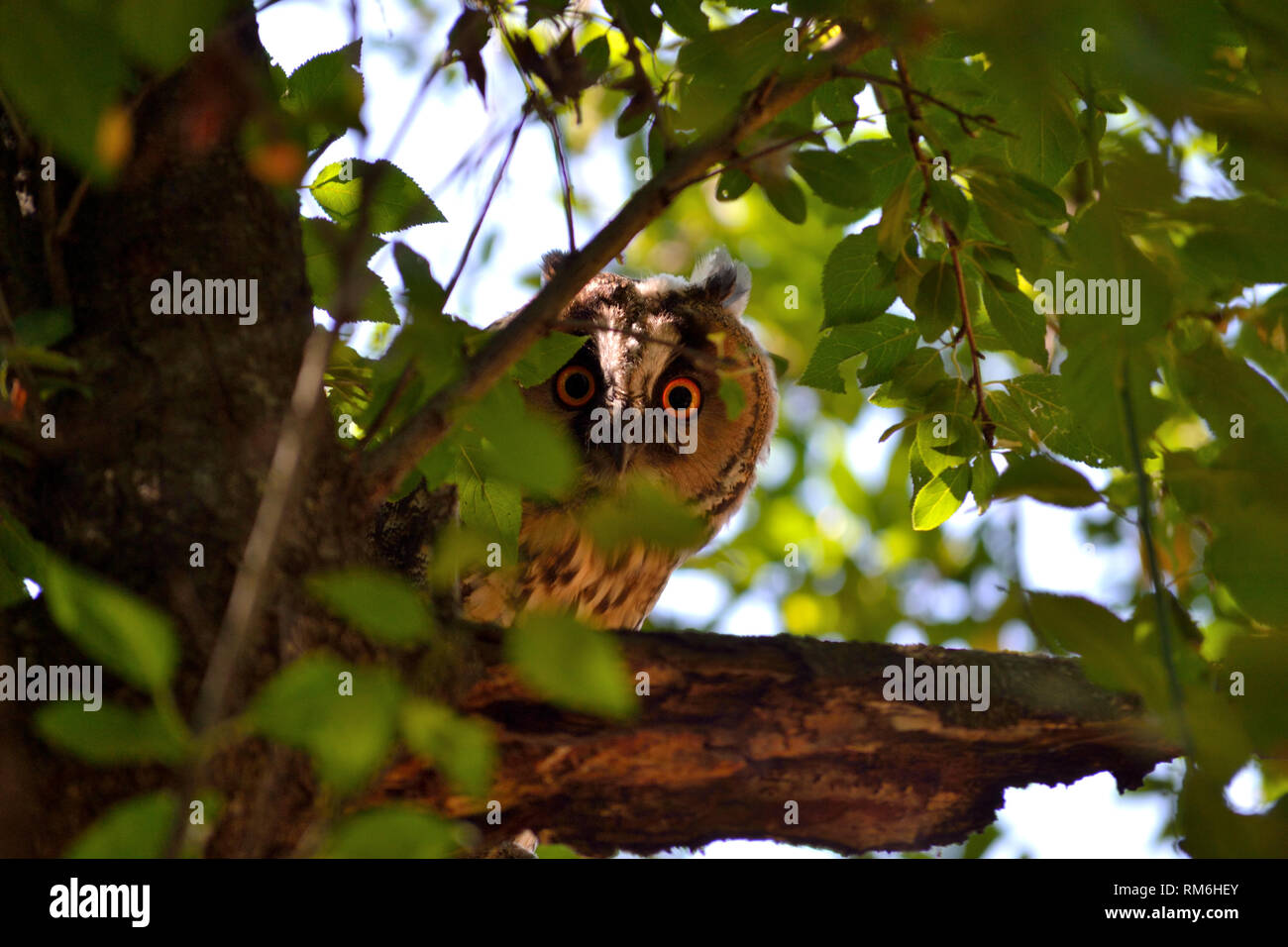 Waldohreule Asio Otus auf Baum, Stockfoto
