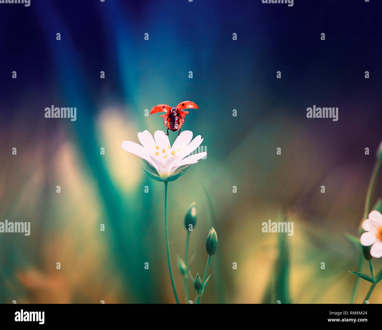 Kleine rote Marienkäfer hebt ab weiße Blüte im Frühjahr abends Wald Stockfoto
