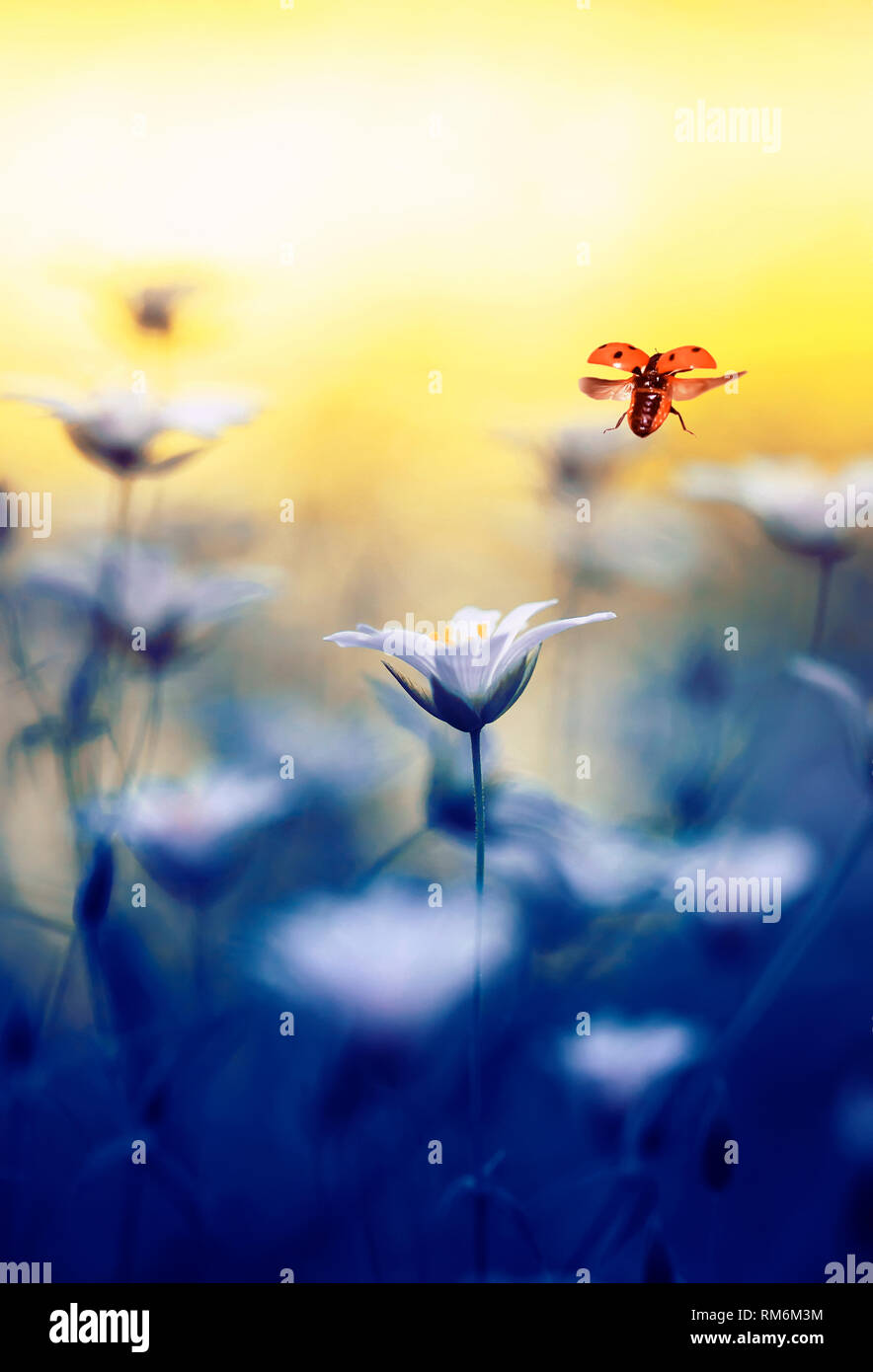 Kleine Marienkäfer fliegt in die Sonne auf einer frühlingswiese mit weißen Blumen Stockfoto