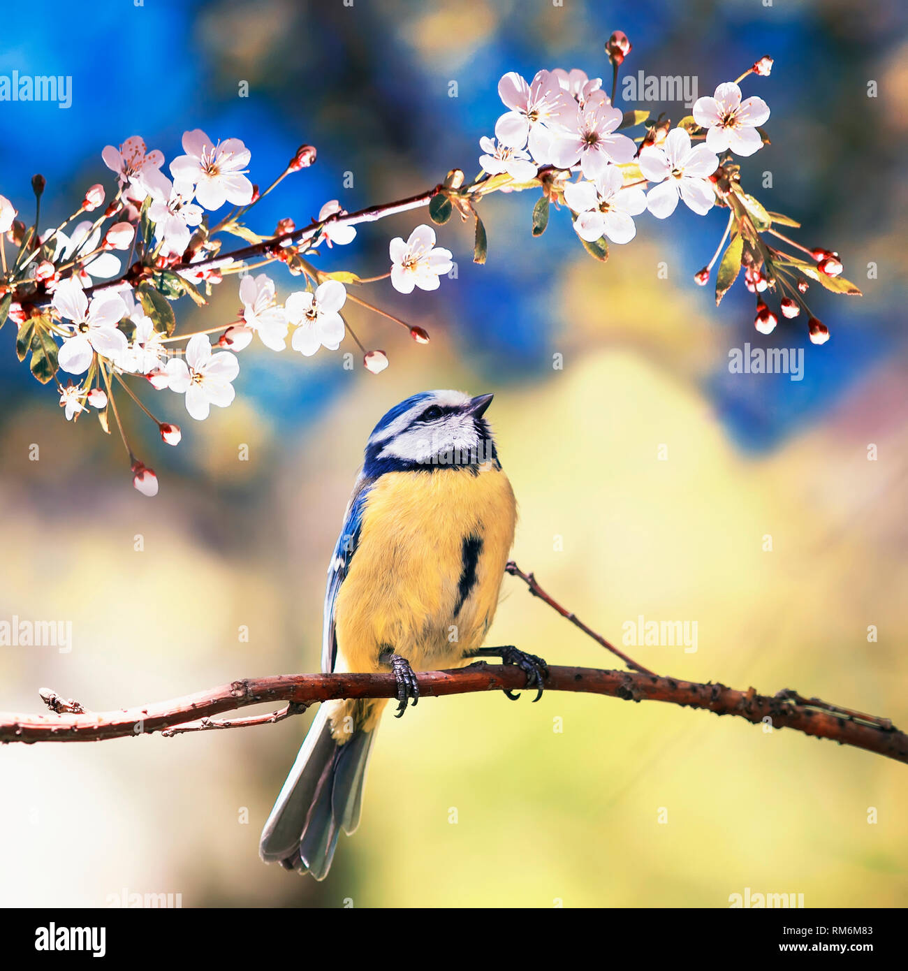 Platz natürlichen Hintergrund mit niedlichen Vogel chickadee unter den weißen Blüten der Cherry sitzen im Mai Frühling duftenden Garten Stockfoto