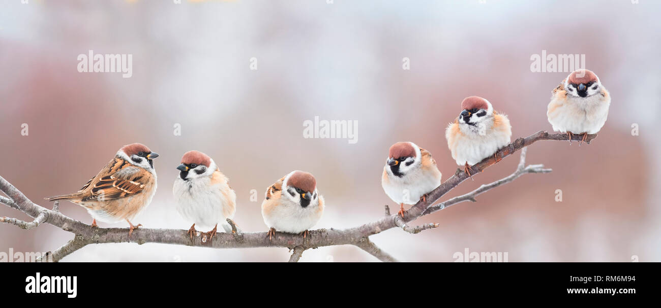 Schöne kleine Vögel sitzen nebeneinander auf eine Zweigniederlassung, die in einem sonnigen Frühling Park und zwitschern Fröhlich Stockfoto