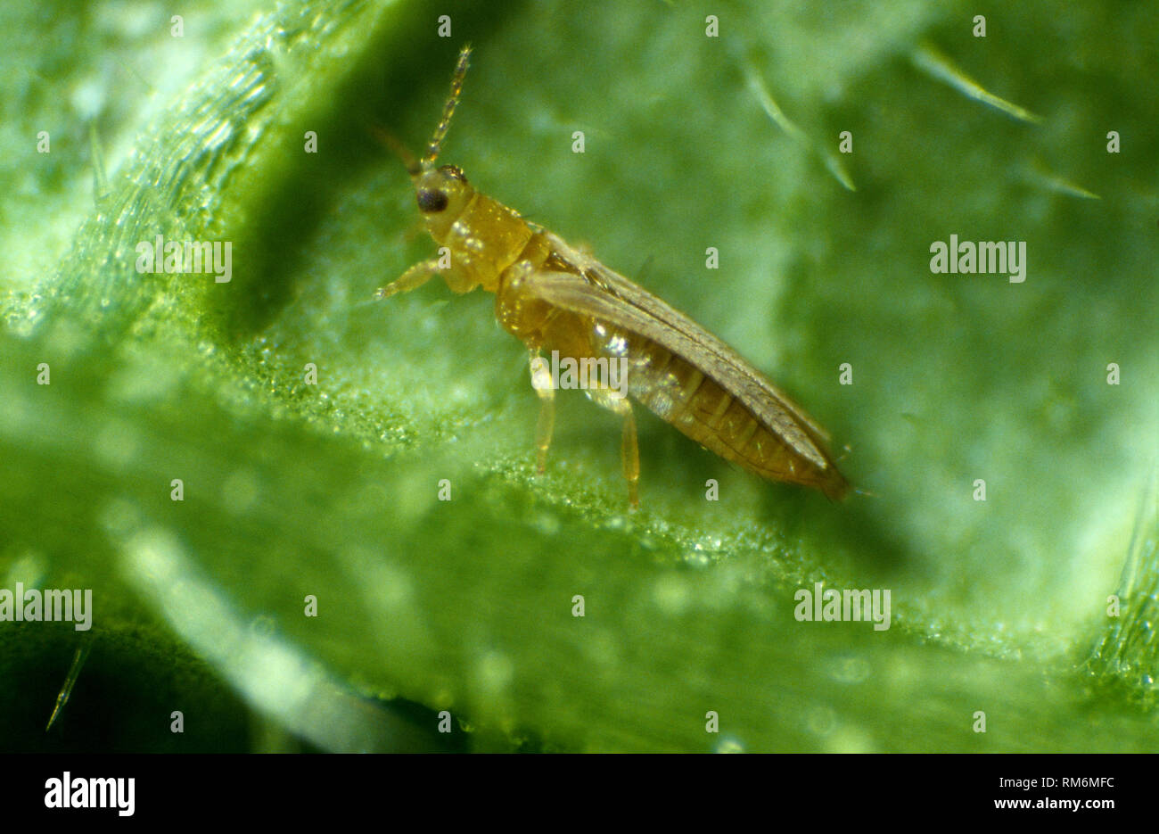 Zwiebel oder Tabak Thripse (Thrips Tabaci) erwachsenen Schädlinge auf einem Blatt Stockfoto