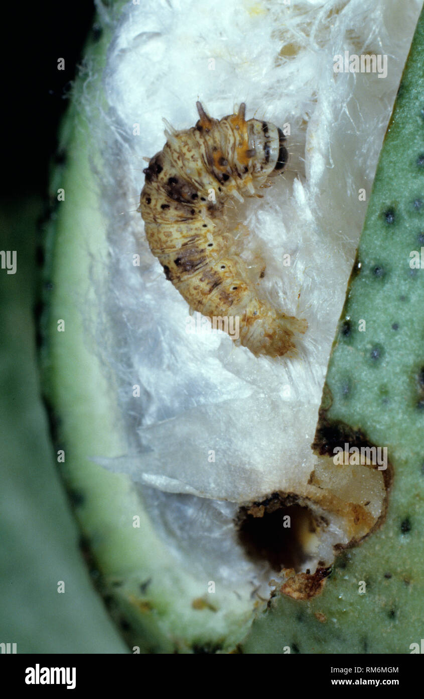 Stachelige bollworm, Earias insulana, Caterpillar Schädling in geöffnet beschädigt Baumwolle Boll Stockfoto