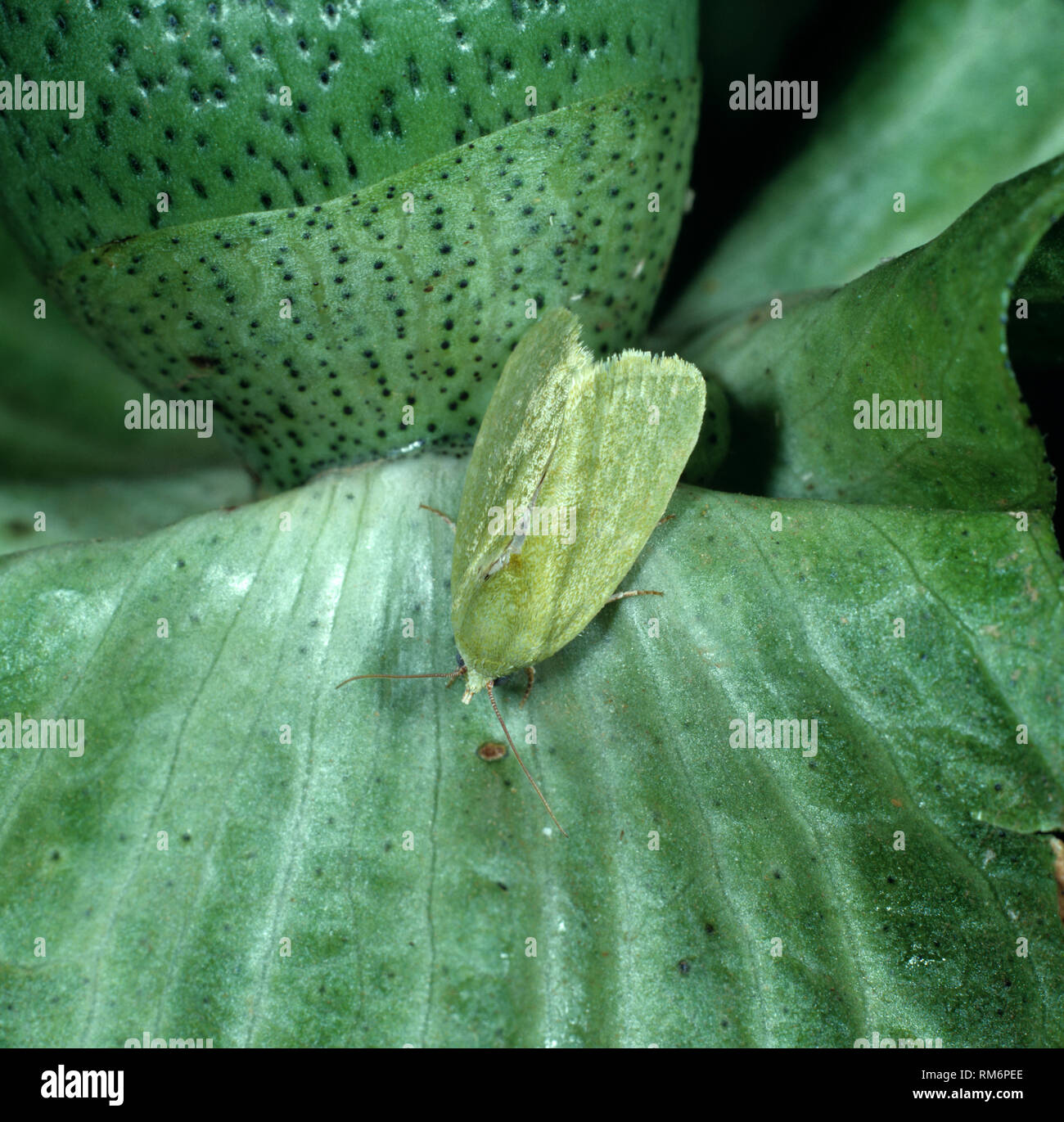 Stachelige bollworm, Earias insulana, grün Motte auf einer unreifen Baumwolle Boll, Marokko Stockfoto