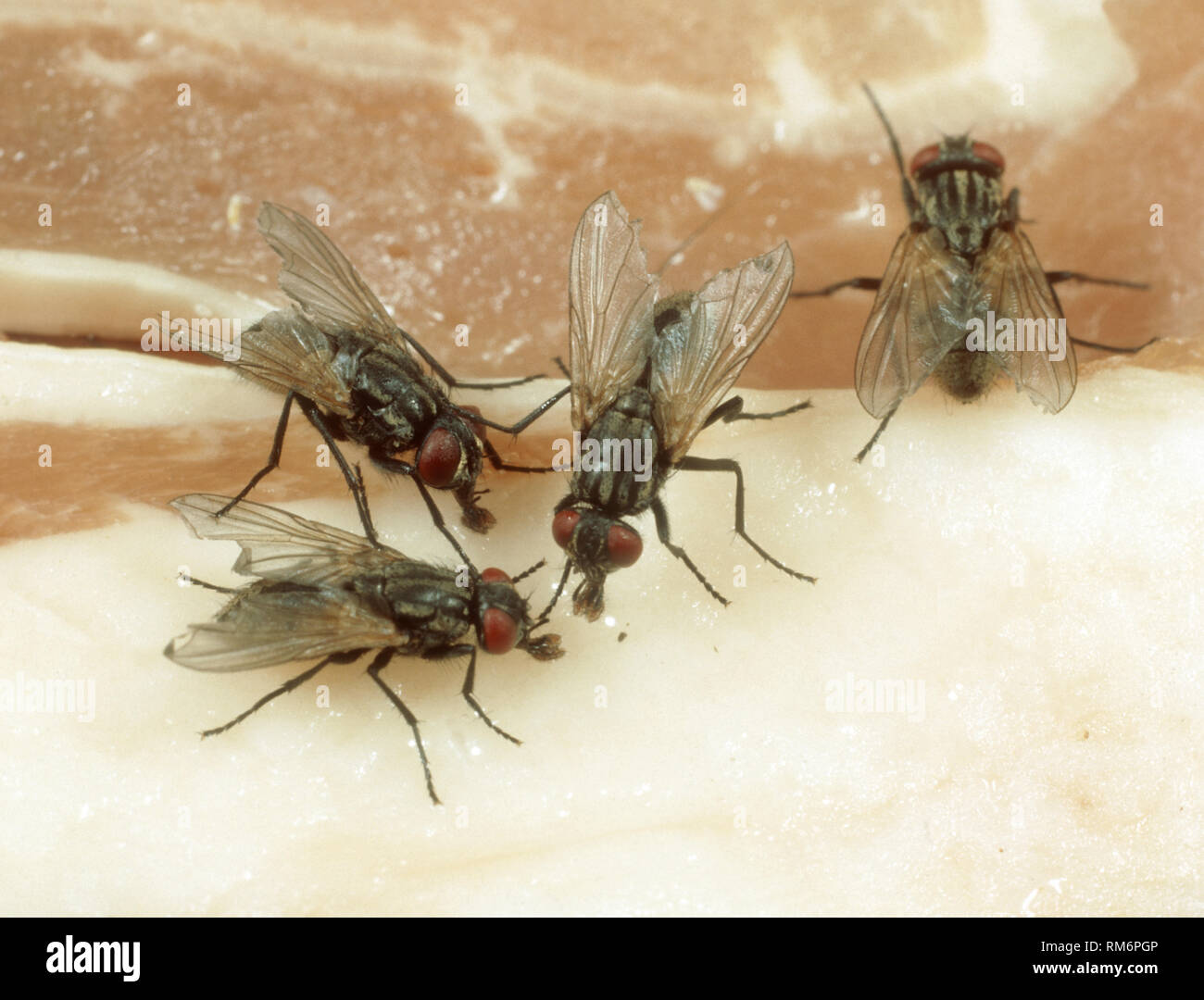 Haus fliegen, Musca domestica, auf der Oberfläche von Fleisch in der Küche Stockfoto