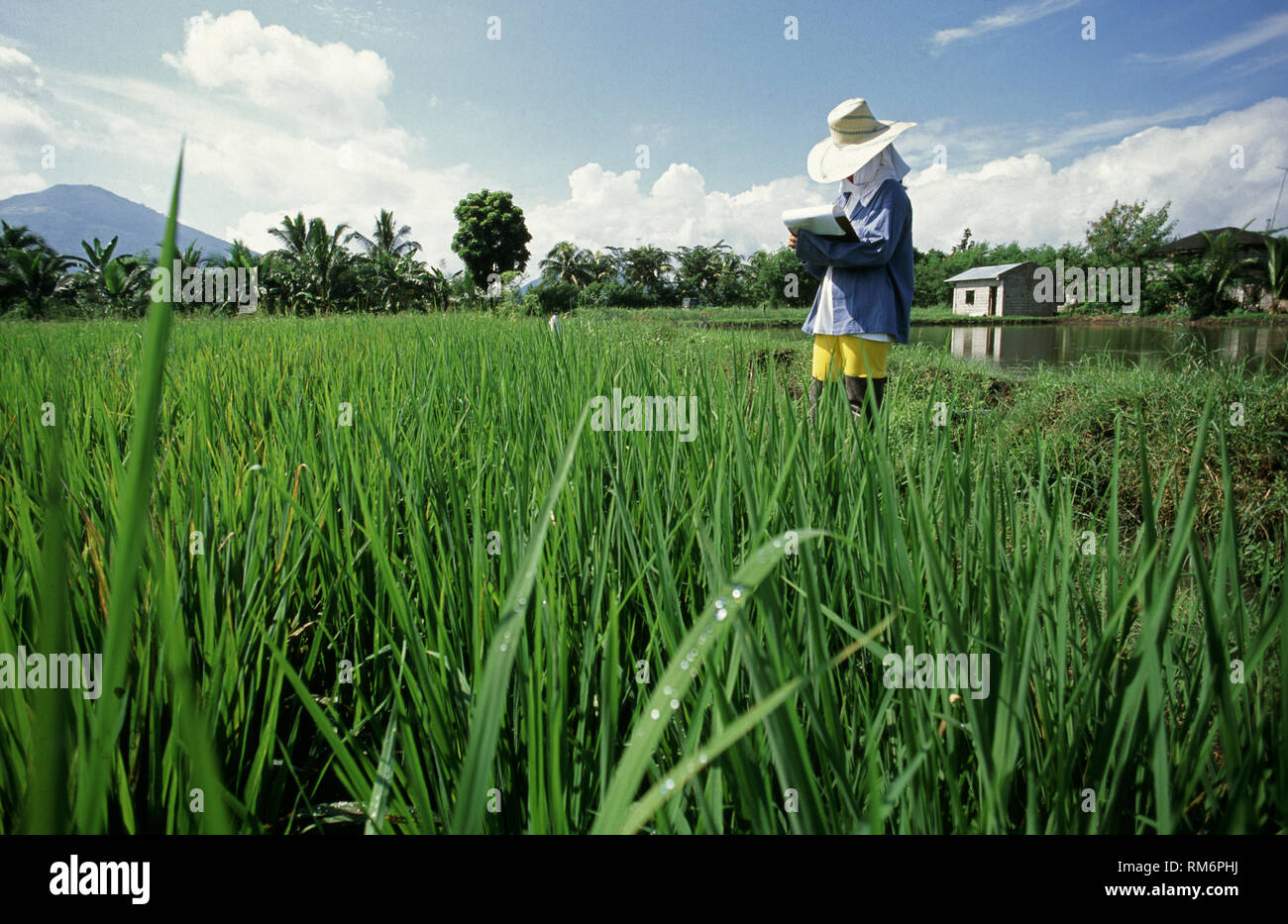 Feld Forscher Bewertung der experimentellen Erntegut Krankheitsresistenz von neuen gentechnisch veränderten Sorten von Reis, der auf der Internationalen Reis zu bestimmen Stockfoto