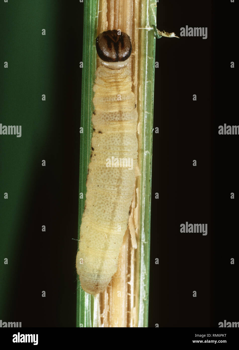 Dark-headed Reis borer oder dunkel - vorangegangen gestreifte Borer, Chilo polychrysus, Caterpillar Schädling in Reis Stammzellen Stockfoto