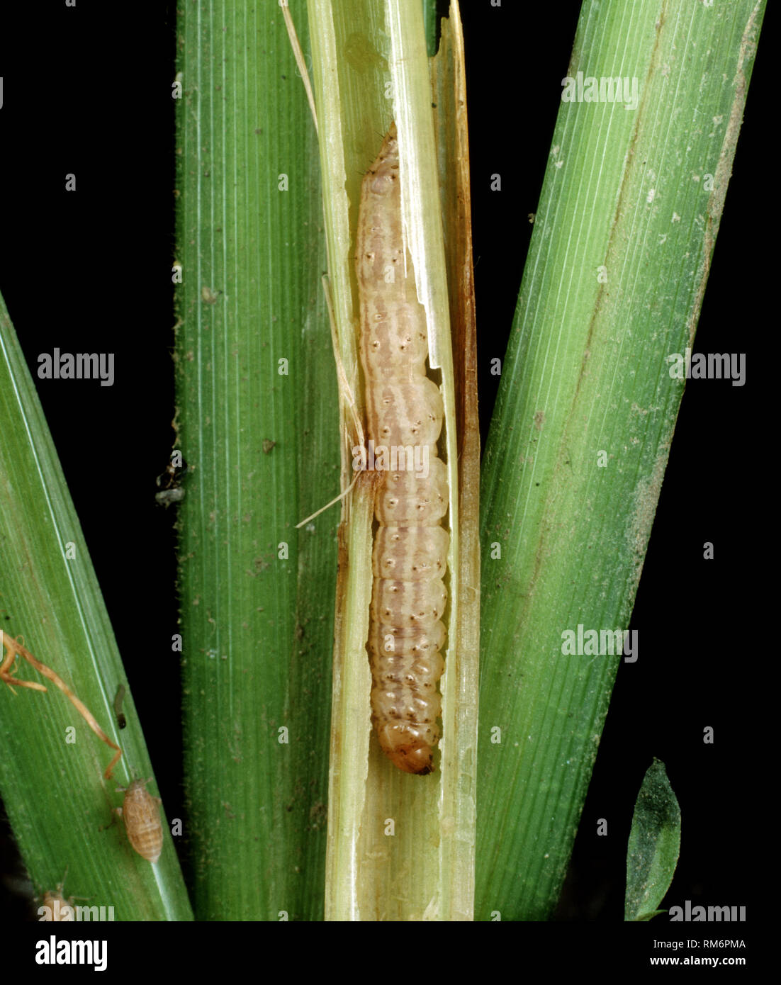 Asiatische Stammzellen borer oder gestreifte Reis Stammzellen Borer, Chilo suppressalis, Caterpillar Fütterung in einem beschädigten Reis Stengel, Luzon, Philippinen Stockfoto