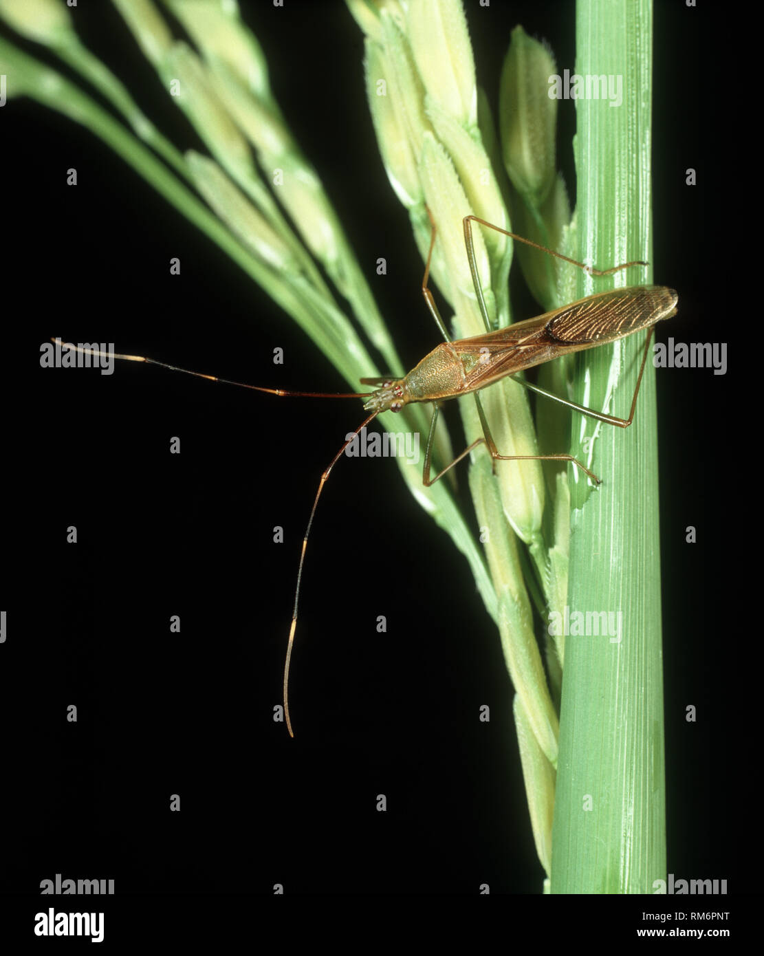 Reis Reis ohr Bug oder Fehler, Leptocorisa sp., ein schädling der Reisernte, Luzon, Philippinen Stockfoto