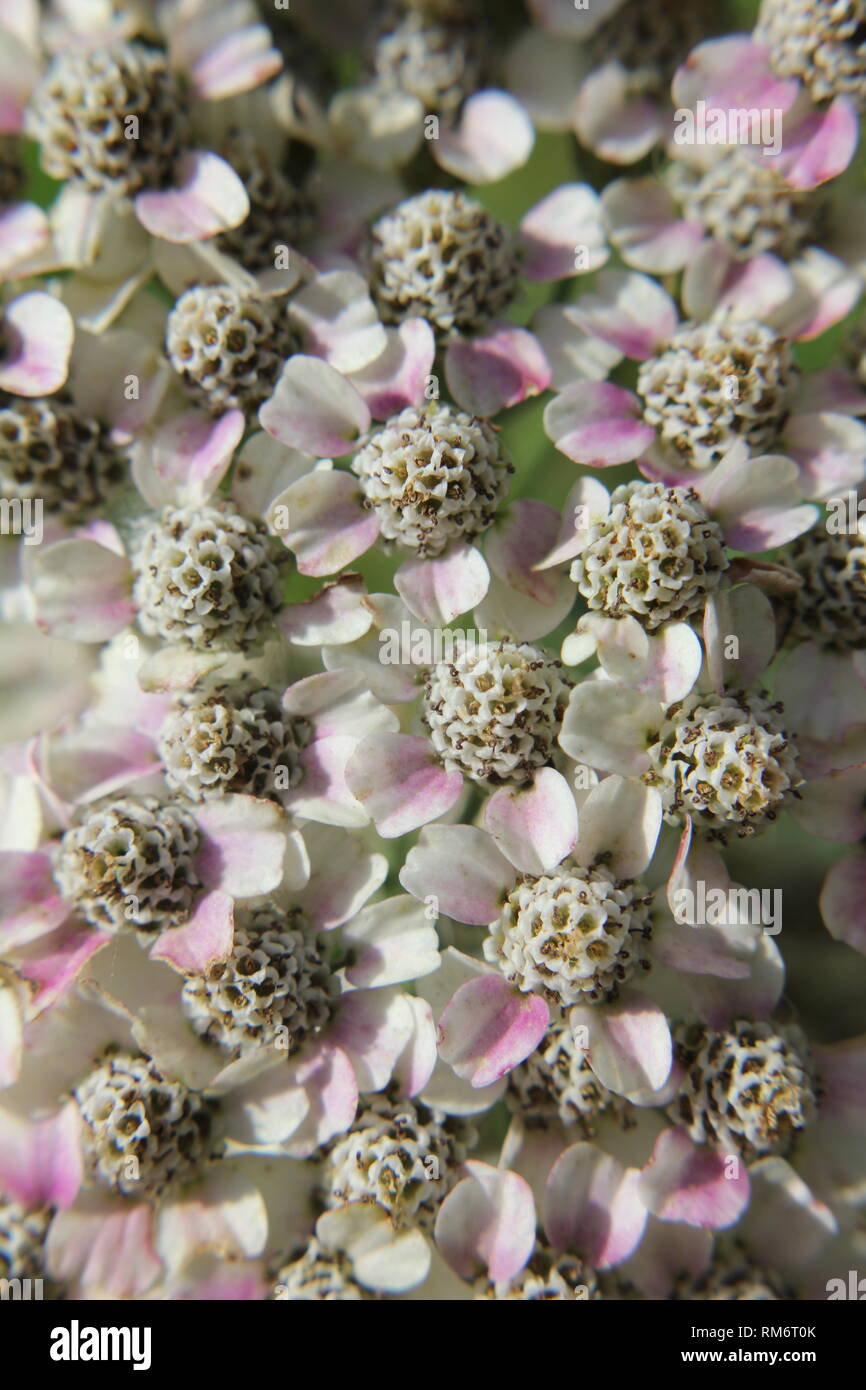 Hydrangea in Blume rosa Klettern Stockfoto