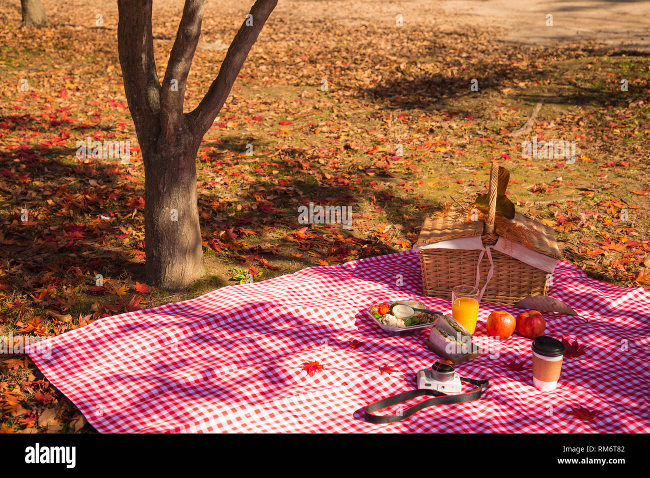 Farbenprächtige Herbstlandschaft im Park 031 Stockfoto