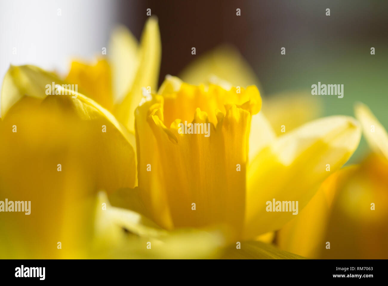 Nahaufnahme der leuchtend gelbe Narzissen im Sonnenschein Stockfoto