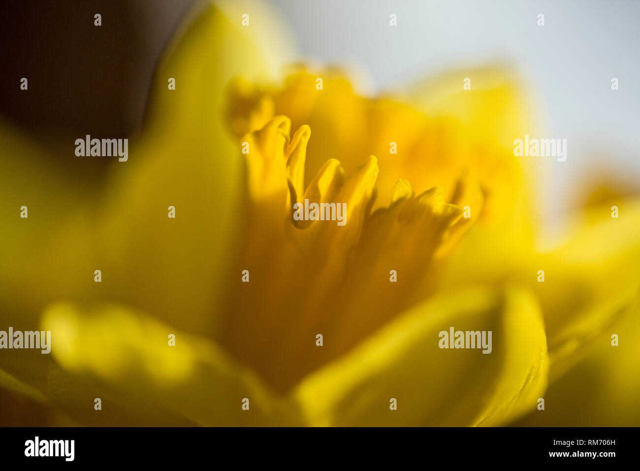 Nahaufnahme der leuchtend gelbe Narzissen im Sonnenschein Stockfoto