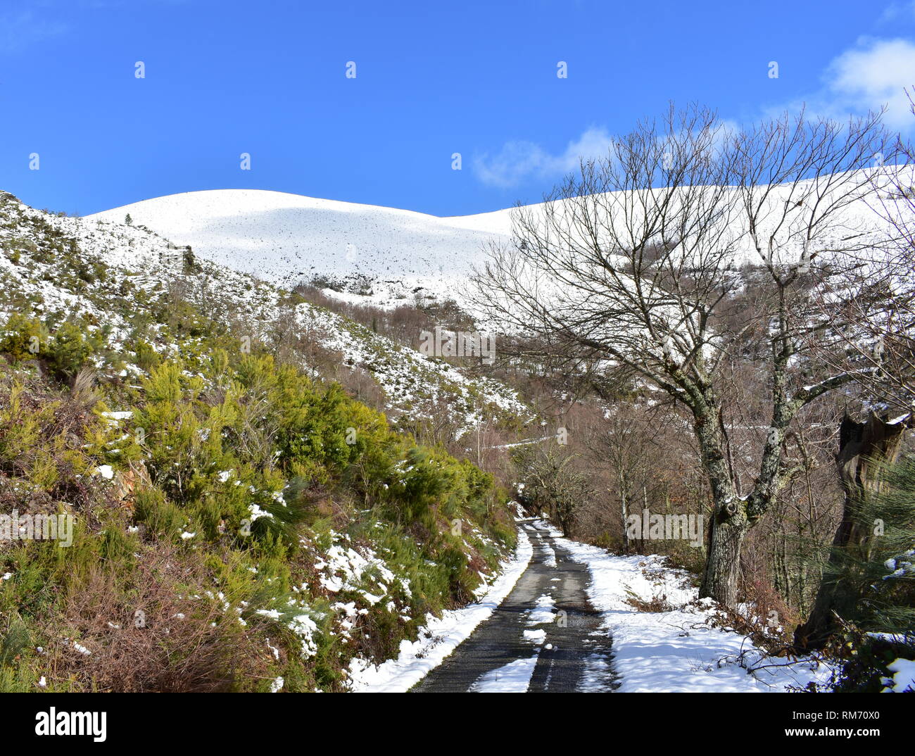 Winterlandschaft mit Straße, schneebedeckten Bergen, Bäumen und Vegetation. Blauer Himmel, sonnigen Tag. Ancares Region, Provinz Lugo, Galizien, Spanien. Stockfoto