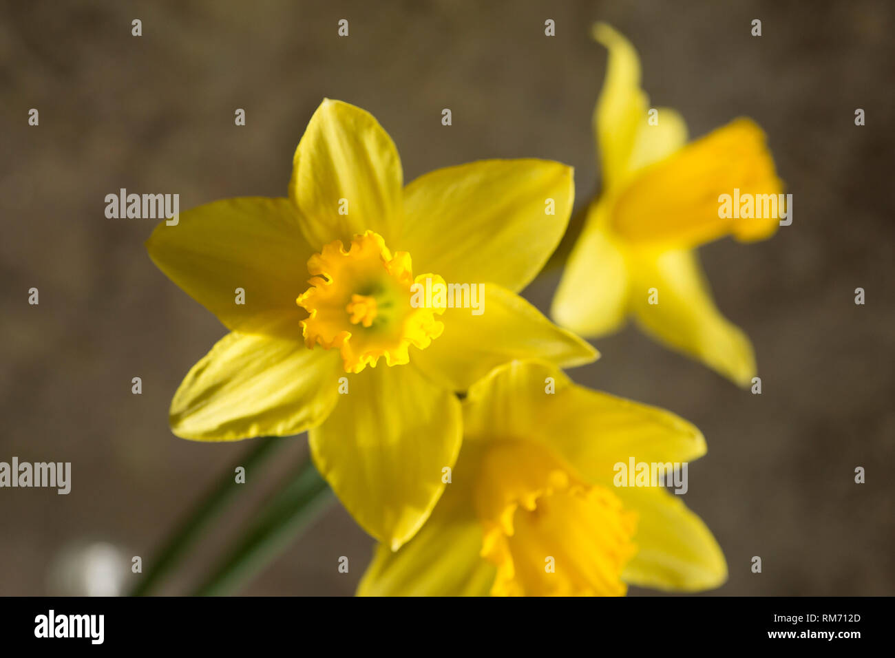 Nahaufnahme der leuchtend gelbe Narzissen im Sonnenschein Stockfoto
