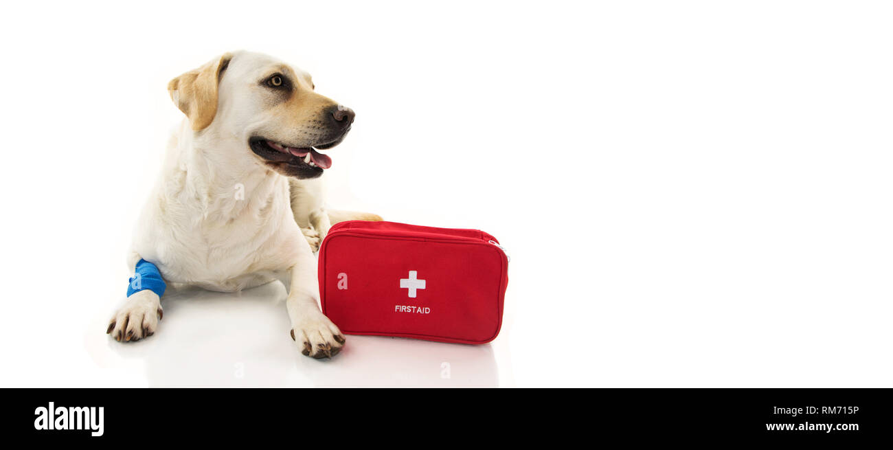 Kranken Hund. LABRADOR LIEGEND MIT EINEM BLAUEN VERBAND ODER GUMMIBAND ZU FUSS UND EINE NOTFALL- oder Erste-hilfe-KASTEN. Isolierte STUDIO SCHUSS AUF WEISSEN BACKGROUN Stockfoto