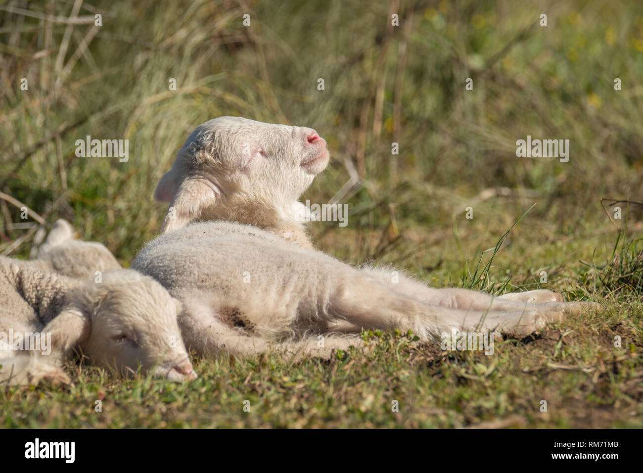 Schöne und unschuldige Lamm ruht in der Sonne nach Weiden neben der Herde Stockfoto