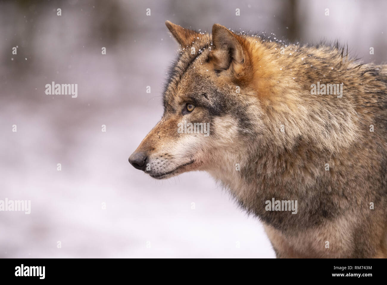 Wolf (Canis lupus) im Winter Wald, Neuhaus, Niedersachsen, Deutschland Stockfoto