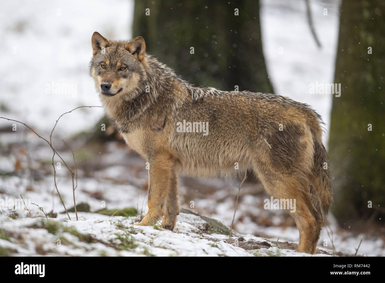 Wolf (Canis lupus) im Winter Wald, Neuhaus, Niedersachsen, Deutschland Stockfoto