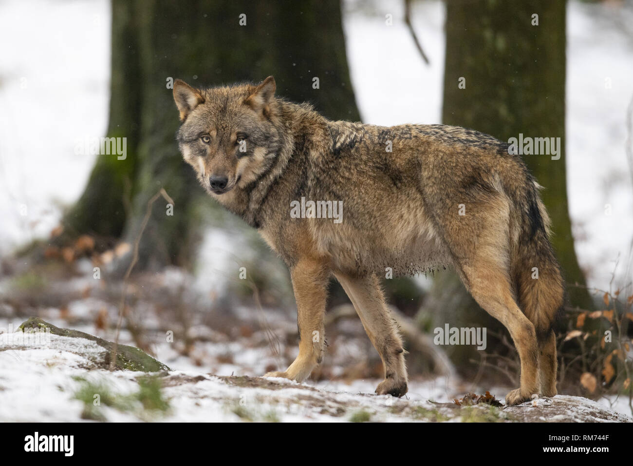Wolf (Canis lupus) im Winter Wald, Neuhaus, Niedersachsen, Deutschland Stockfoto