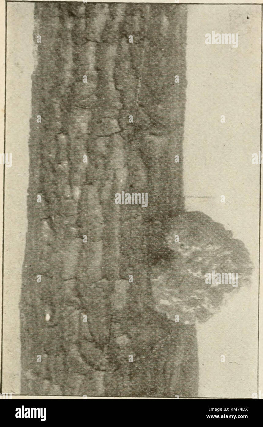 toter apfelbaumstamm -fotos und -bildmaterial in hoher auflösung