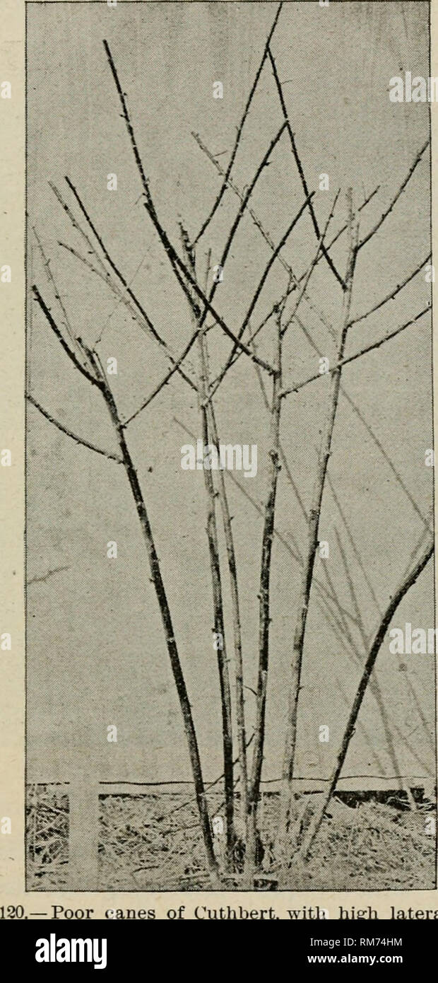 . Jahresbericht des landwirtschaftlichen Experiment Station. Der Cornell University. Landwirtschaftliche Experiment Station; Landwirtschaft - New York (State). Verdampft Kaspberries. 551 geschickt, und wenn verhält es sich in anderen Orten, wie auf unserem eigenen Grundstück it Crowd aus dem Shaffer. Es ist eher stärker wachsen als der Shaffer, hat eine längere Saison und ^ die Beere ist mehr konische und festere, mit mehr einheitliche drupelets.. Schlechte Stöcke von Cuthbert, mit hohen zuläufe. Es gibt eigentlich nur zwei wichtige Sorten in das Verdampfende Industrie in den westlichen l^ ew York, der Ohio und der Gregg. Die Ohio ist valua Stockfoto