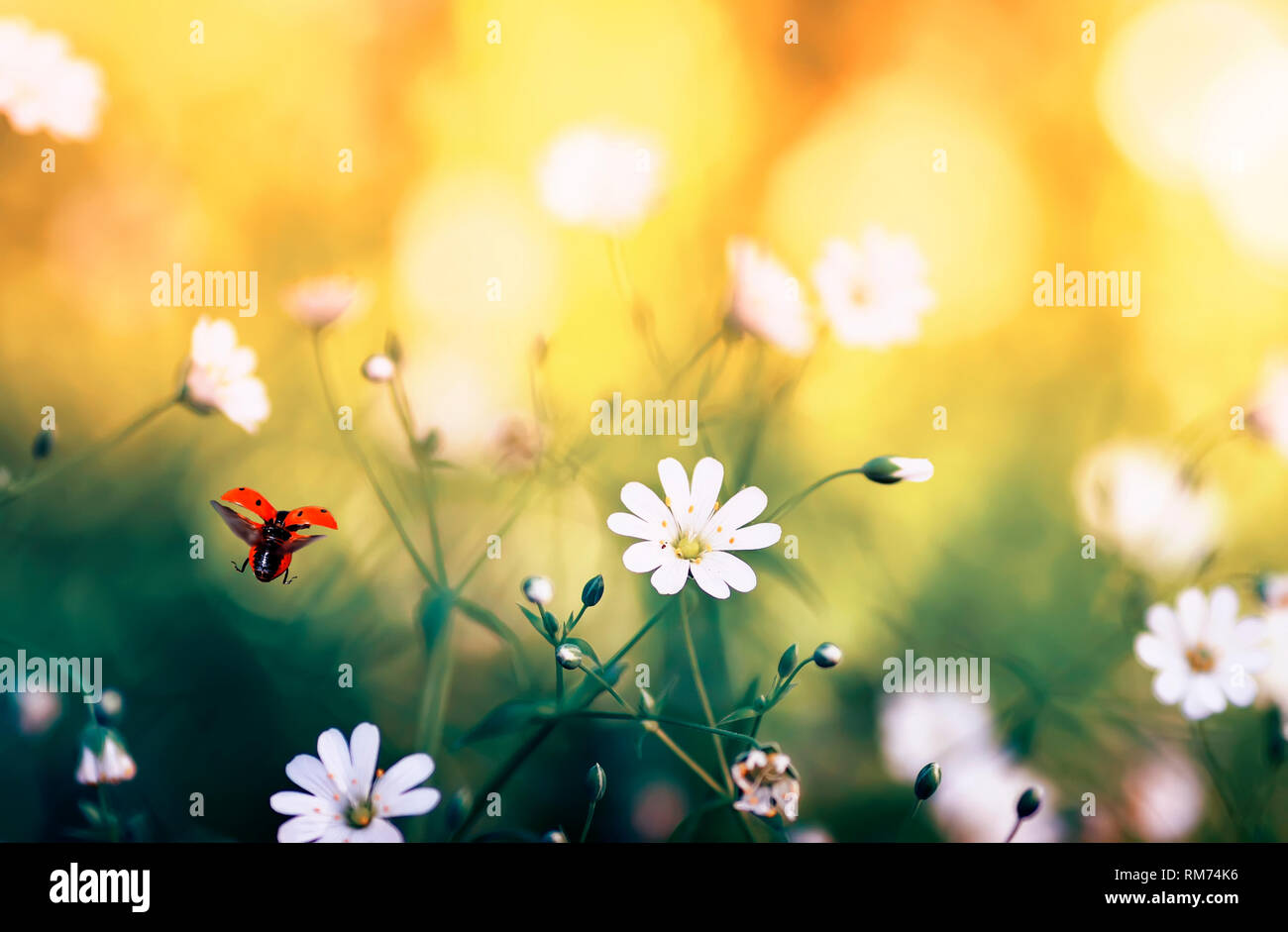 Natürliche Hintergrund mit kleinen roten Marienkäfer weg von Wiese zarte Blumen auf den sonnigen Tag Stockfoto