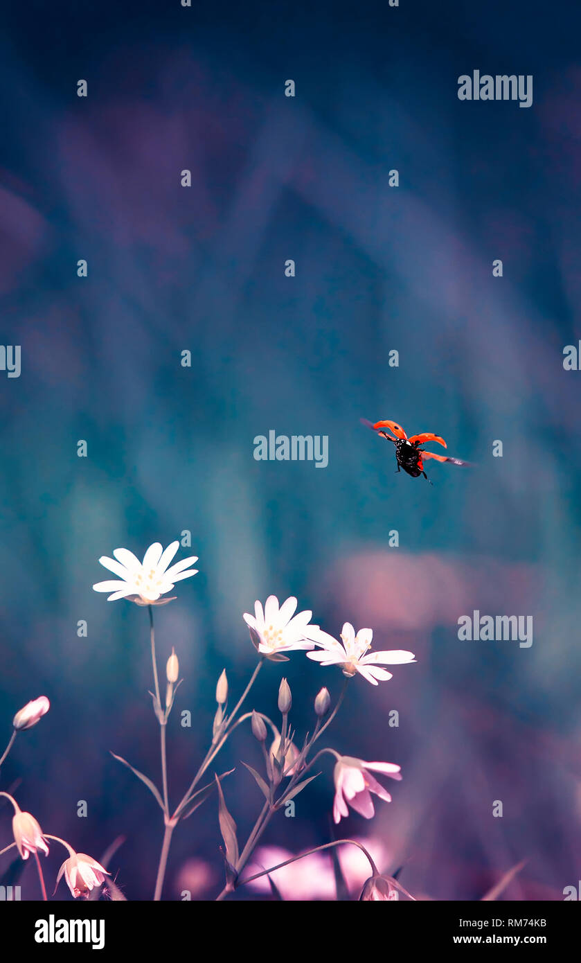 Vertikale natürlichen Hintergrund mit kleinen roten Marienkäfer weg von Wiese zarte Blumen im Frühjahr flieder Abend Stockfoto