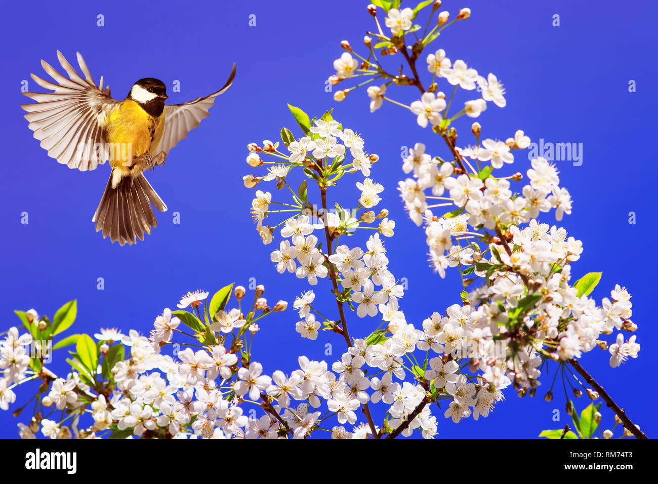 Vogel fliegt mit seinen ausgebreiteten Flügeln in der Nähe der Filialen von Kirsche, weißen Blüten im Mai duftenden Garten Frühling auf dem Hintergrund des blauen Himmels Stockfoto