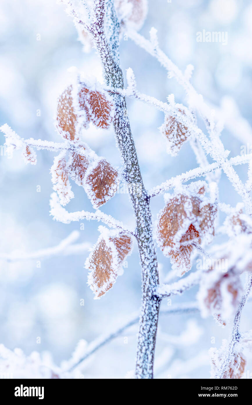 Winter Natur Hintergrund. Gefrorene Ast mit Blätter closeup. Soft Focus, geringe Tiefenschärfe. SDF. Stockfoto