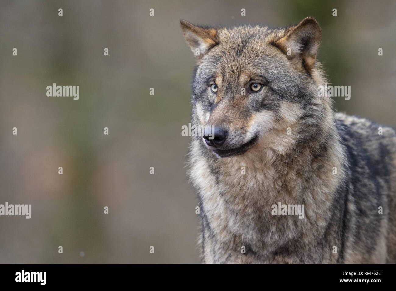 Wolf (Canis lupus) im Winter Wald, Neuhaus, Niedersachsen, Deutschland Stockfoto